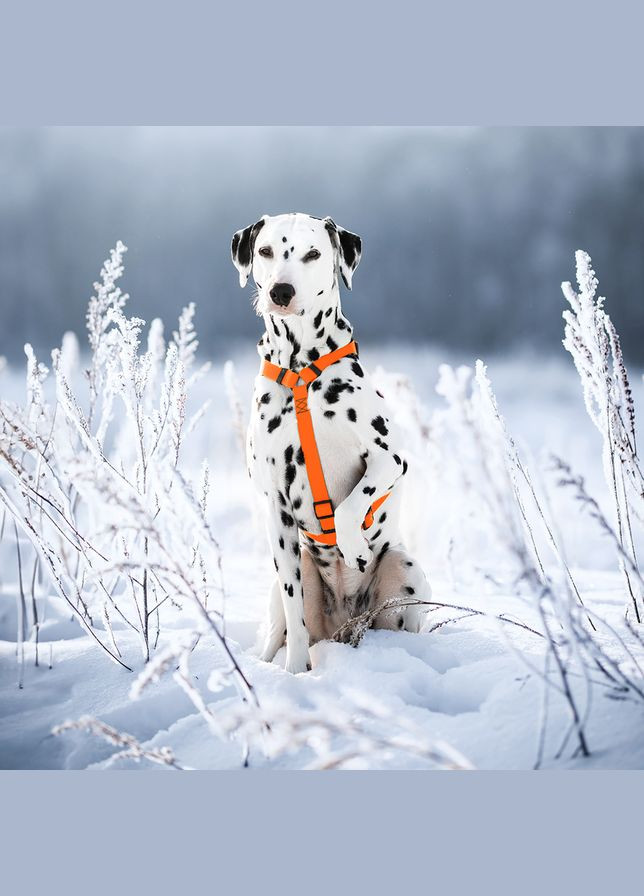 Шлея для собак Waterproof c QR-паспортом, пластиковая пряжка-фастекс, L, Ш 25 мм, А 50-85 см, В 60-100 см, оранжевый WAUDOG (343060393)