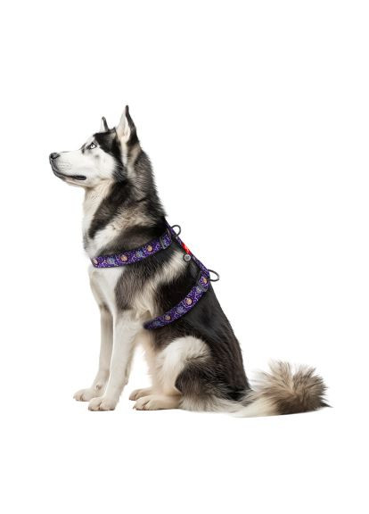 Шлей для собак Nylon анатомическая H-образная с QR-паспортом "Рик и Морти 2" пластиковый фастекс, XL (323-0281) WAUDOG Nylon анатомічна H-подібна з QR-паспортом &quot;Рік та (366485173)