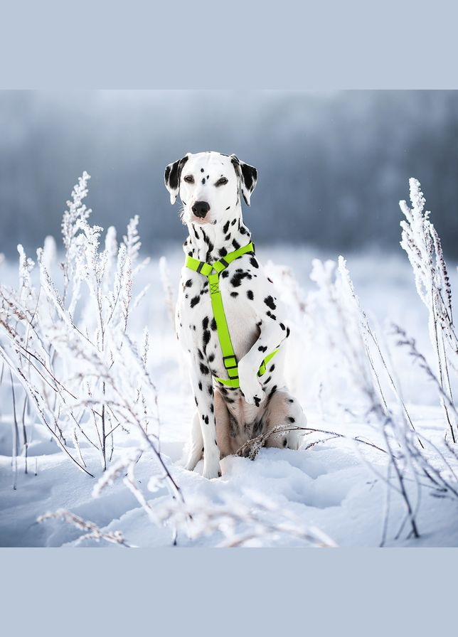 Шлей для собак Waterproof с QR-паспортом, пластиковая пряжка-фастекс, М, Ш 20 мм, А 40-66 см, В 50-80 см, WAUDOG (332880627)