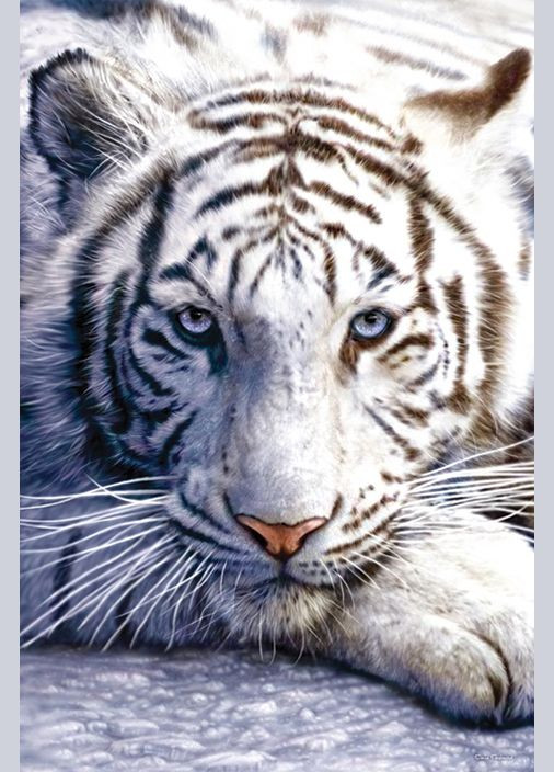 Постер плакат "Белый Тигр" 61x91.5см (ps-103318) Pyramid International (334326242)