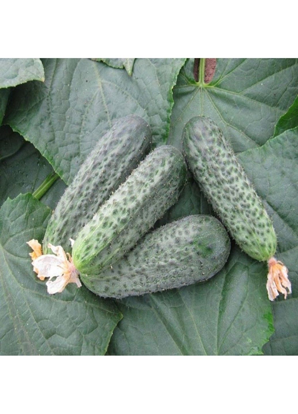 Насіння огірка Бетіна F1 Nunhems (329432072)