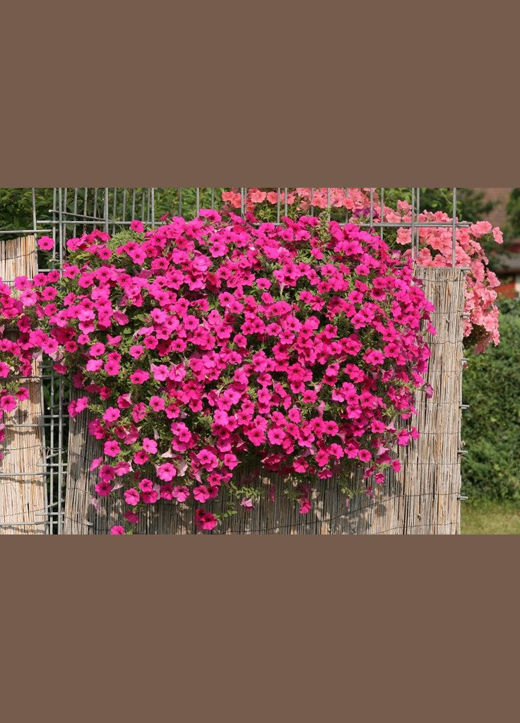 Семена Сурфиния Парпл Вельвет F1 5 шт GL Seeds (328606808)