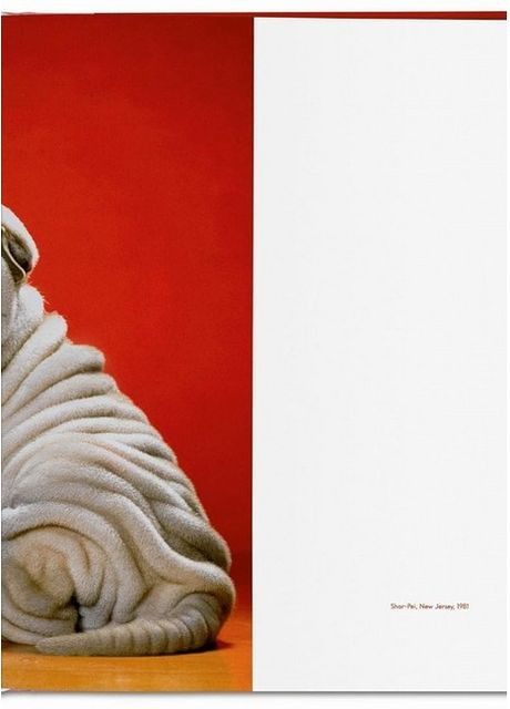 Книга Dogs: Photographs 1941-1991 (9783836584296) Taschen (364656026)