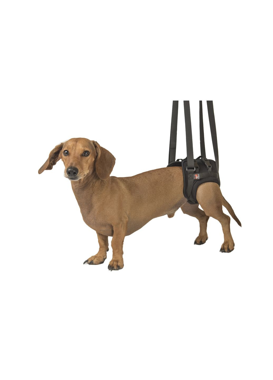 Підтримка для задніх лап "трусами" розмір М+ Чорний Frakishtak (304771263)