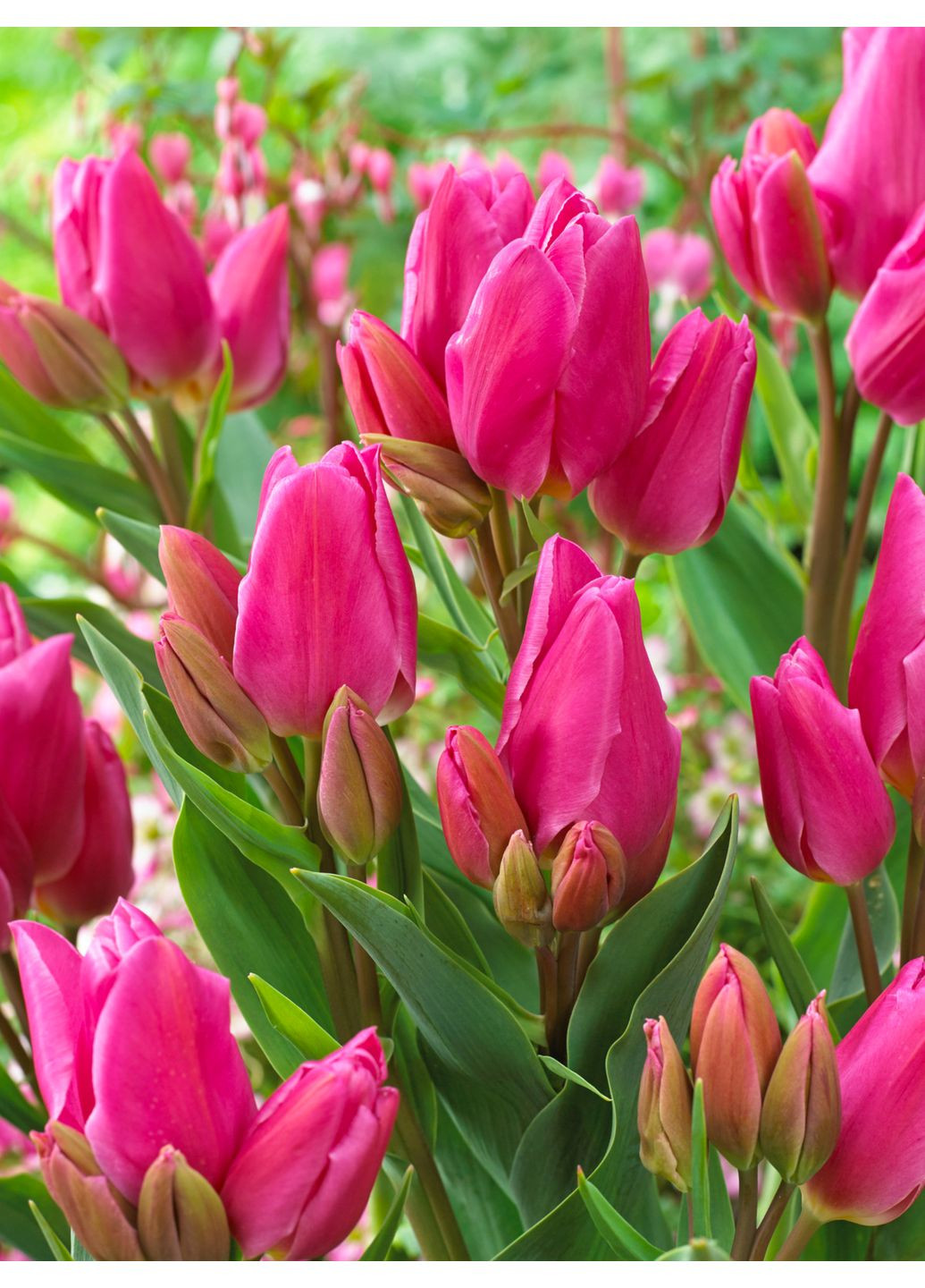 Тюльпан Happy Family (2 шт.) в упаковке) No Brand (364535455)