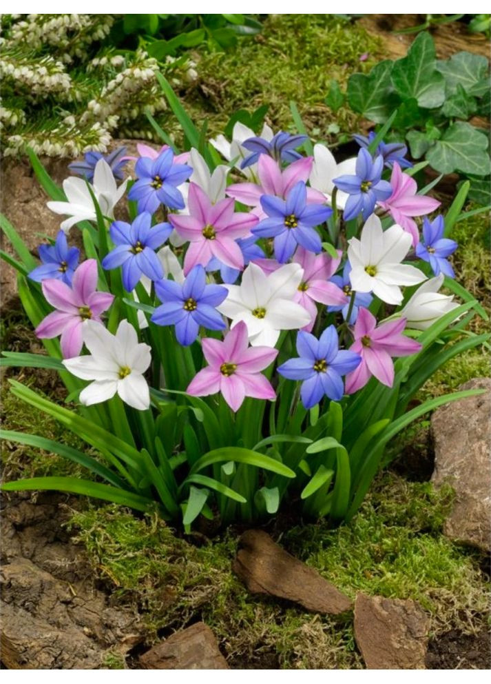 Ифейон микс (10 шт.) в упаковке) Ayris (365250728)