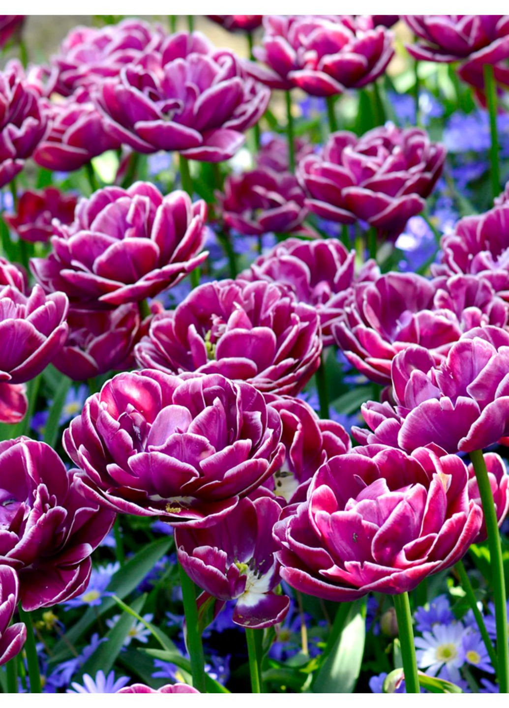 Тюльпан Dream Touch (2 шт.) в упаковке) No Brand (364535362)