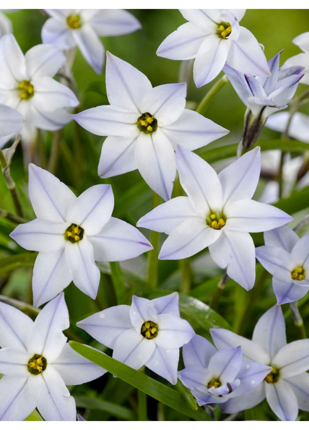 Іфейон Uniflorum (5 шт. в упаковці) Ayris (364534922)