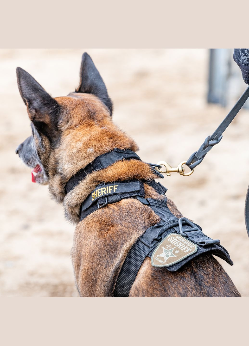 Шлея для собаки Aros K9 Harness Black 5.11 Tactical (315878784)