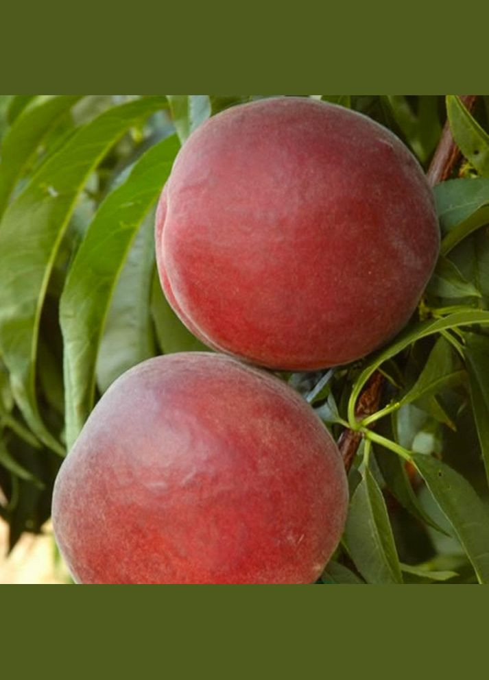 Саджанці персика Екстрім 6 - 2-річний Садовий-Розмай (301220828)