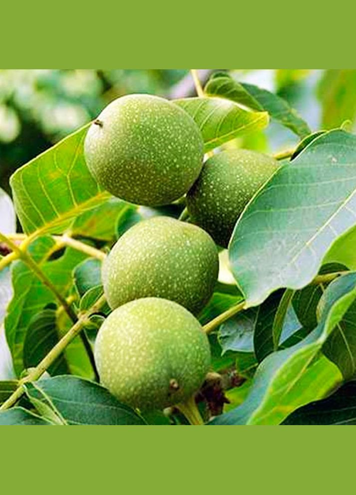 Саджанці грецького горіха Великан - 1-річний Садовий-Розмай (301220755)