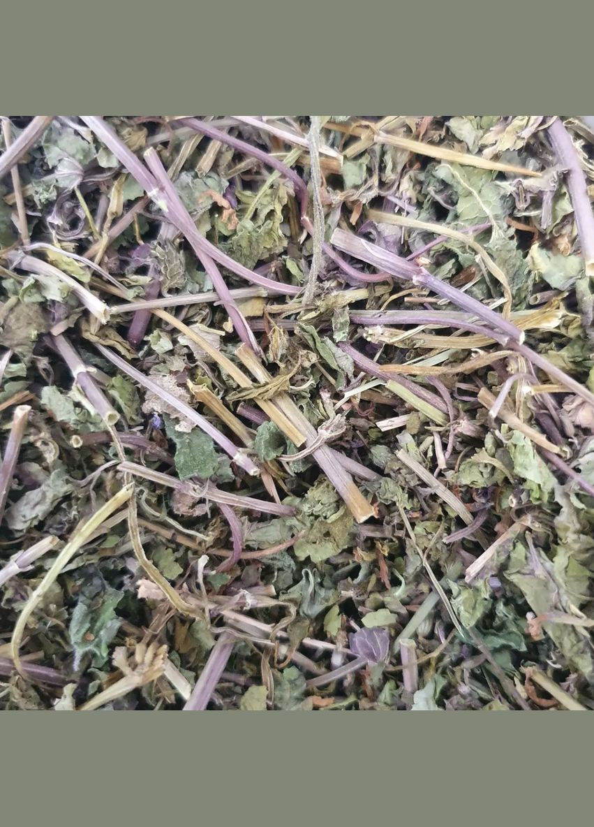 100 г будра звичайна трава сушена - свіжий урожай No Brand (332998363)