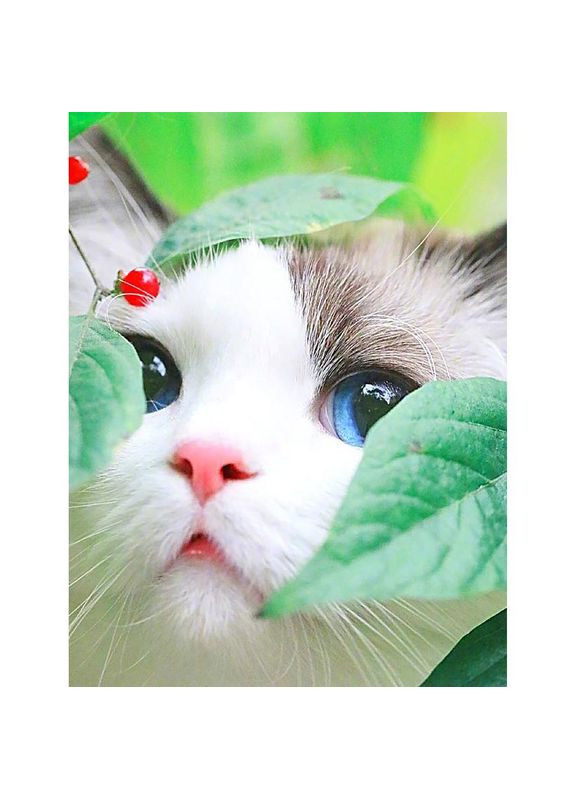 Картина по номерам Котик 40х50 см в коробке (RA73569) Diy (306457289)