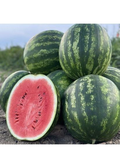 Семена арбуза Nun 21613 F1 500 шт (2747824326) Nunhems (362135032)