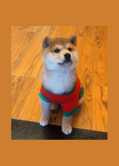 Світшот для котів Pet Style "Принт" Червоний XS No Brand - (323236616)