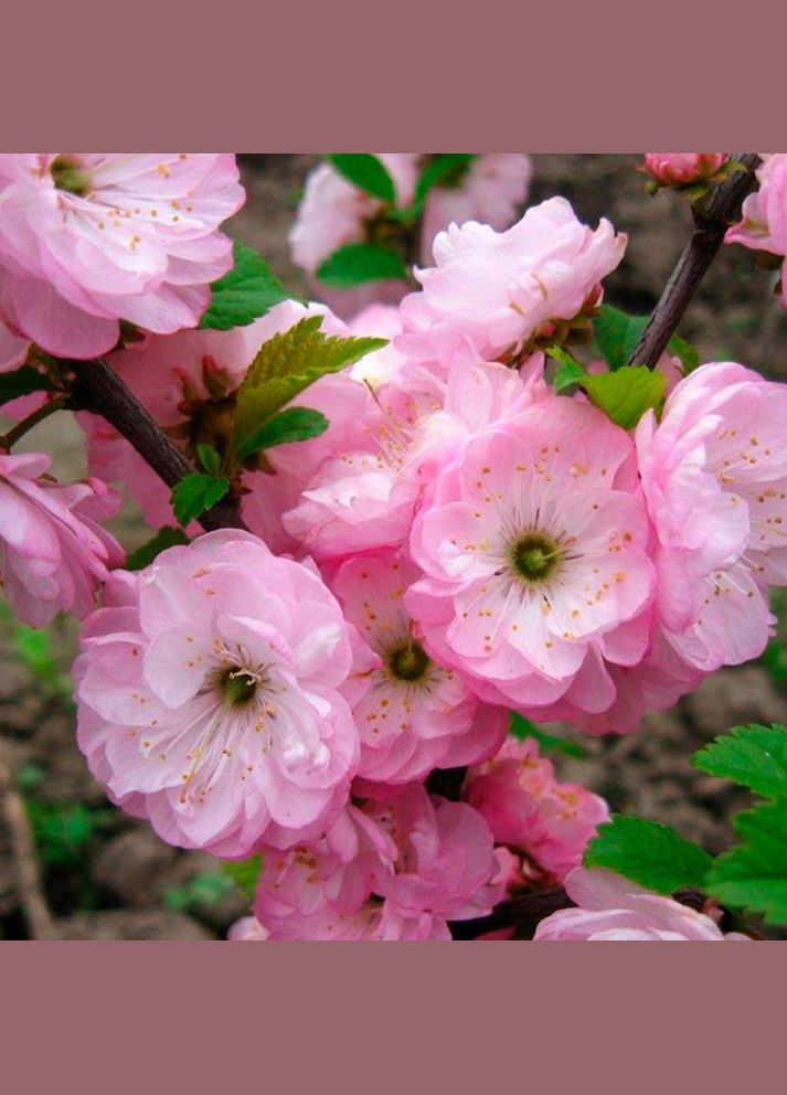Саджанці декоративного мигдалю на штамбі Рожевий Квітучий Садовий-Розмай (301220637)