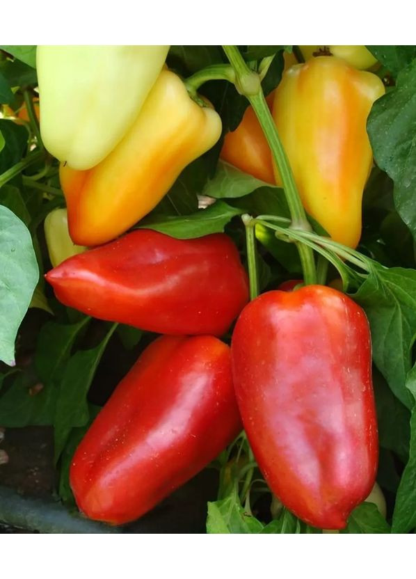 Перец сладкий Алексий 0,25г. GL Seeds (364655346)