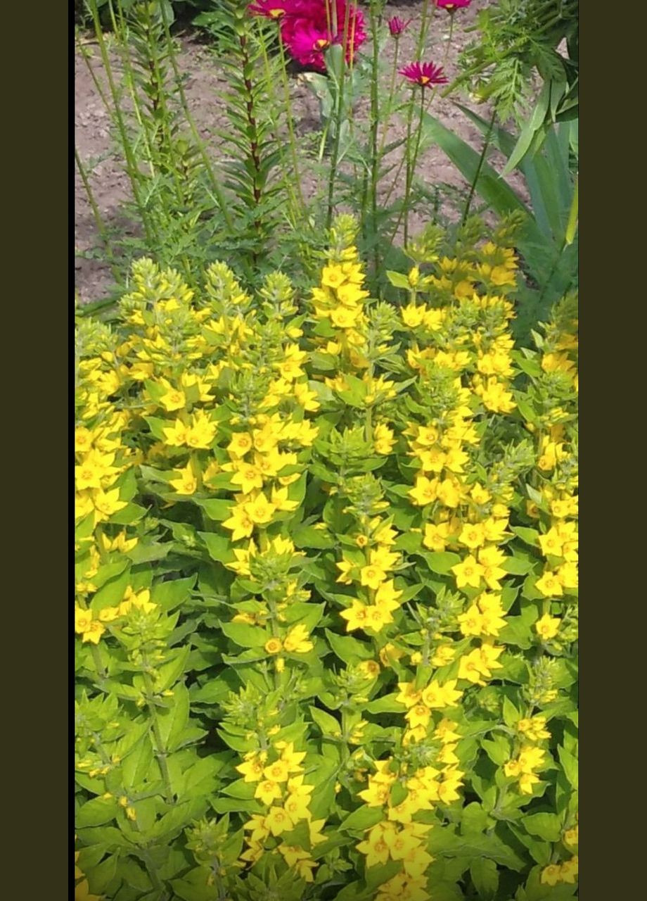 💛Рассада, саженцы, Вербейник точечный, цена за 1 штуку, многолетний, 💛 No Brand (350354847)