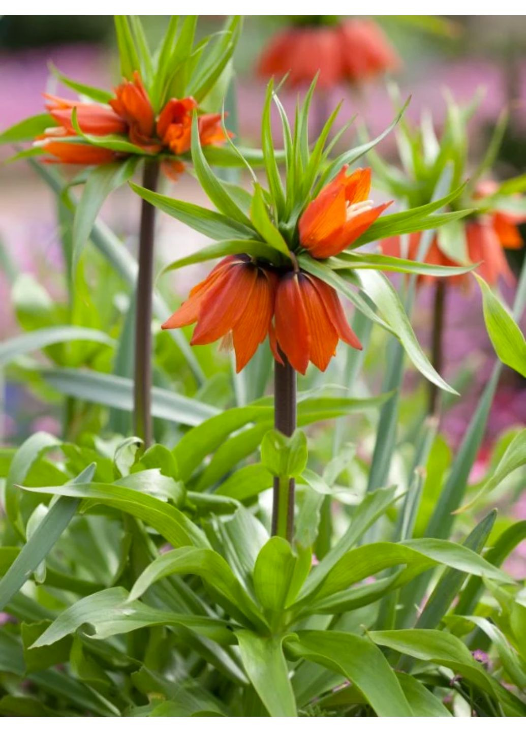 Фритилария Imperialis Rubra (1 шт.) в упаковке) No Brand (364535326)