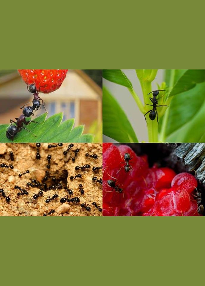 Інсектицид Рембек від мурах 50 г Насіння країни (307165505)