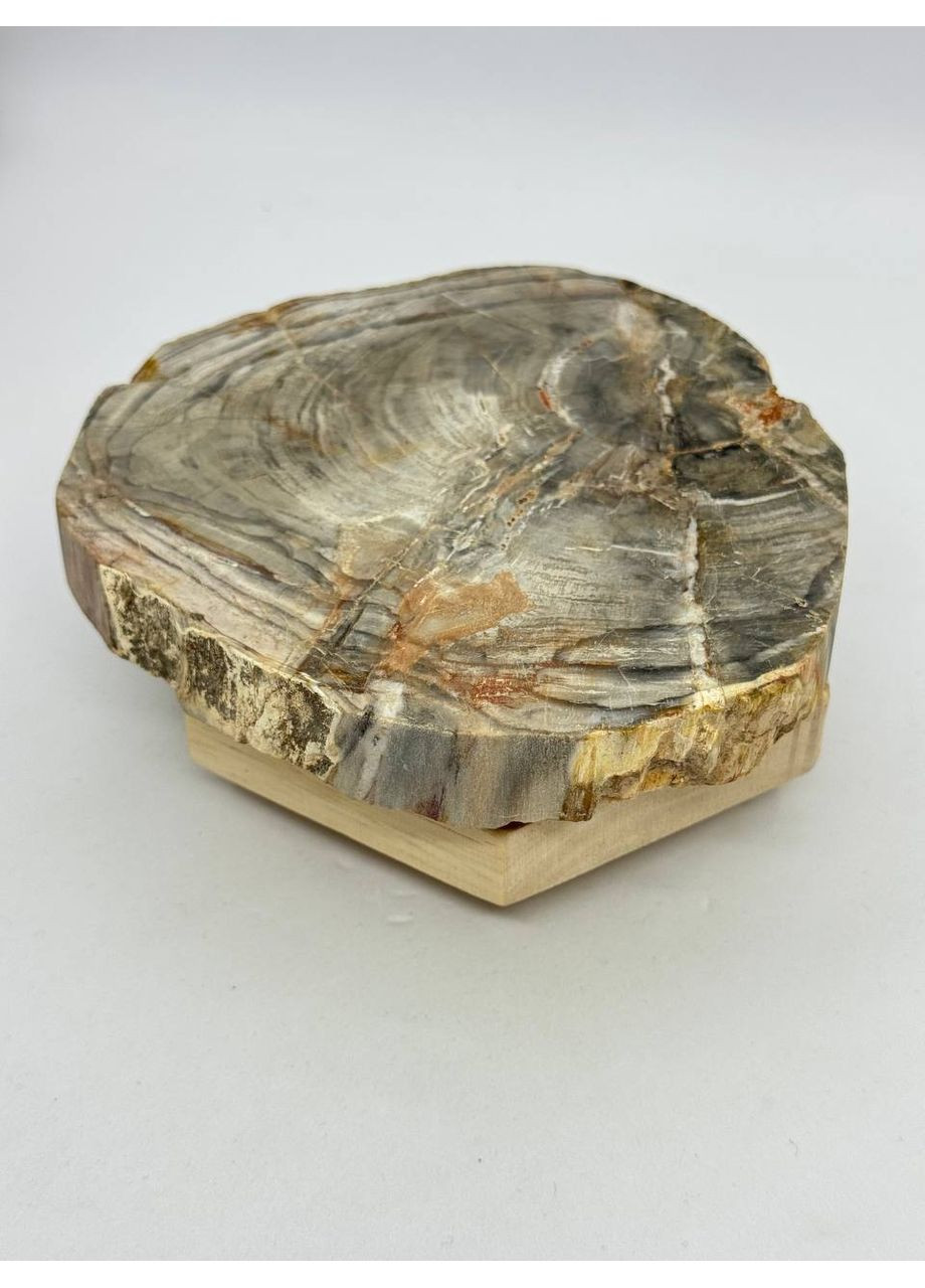 Скам'яніле дерево 126*115 мм Сірий No Brand (361319826)