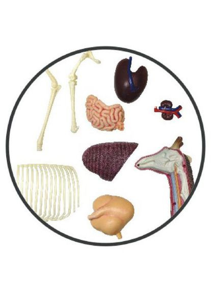 Объемная анатомическая модель Жираф, 27 деталей () 4D Master FM-622011 (328401897)