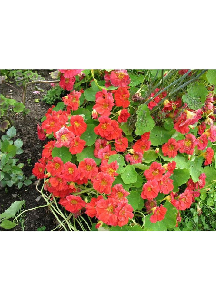 Насіння квіти Настурція махрова квасоля крихітка 1 г Насіння України (356119897)