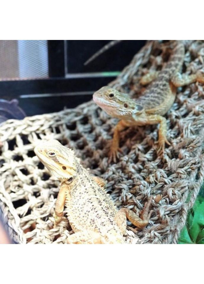 Гамак для тераріуму Hammock M DC09P 30x20x20см Repti-Zoo (363452901)