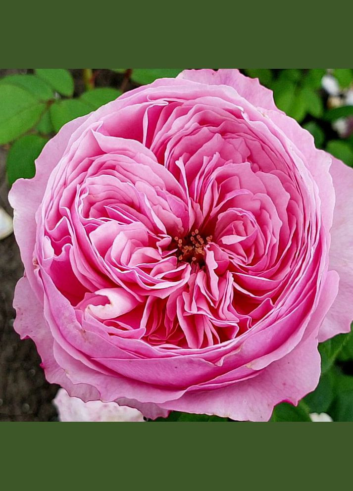 Саджанці англійських піоноподібних троянд Кері Садовий-Розмай (301220137)