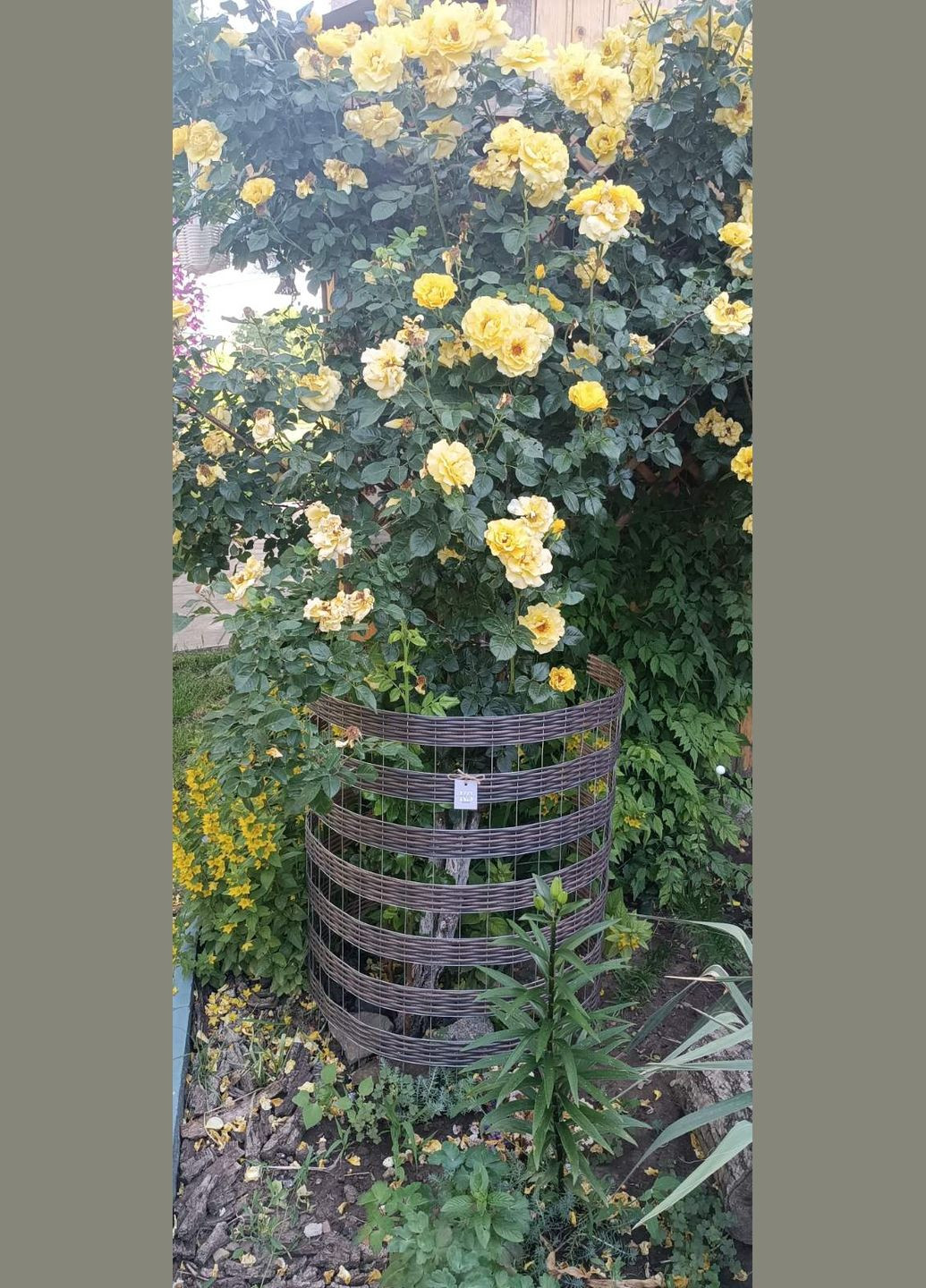 Кущотримач для квітів Eco (336545209)