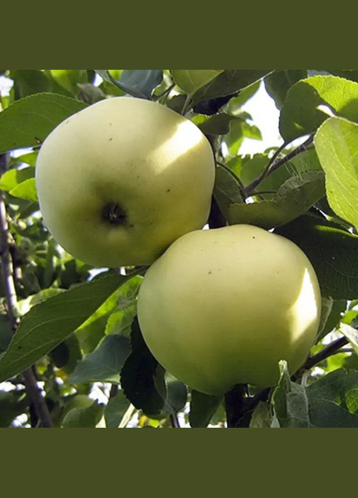 Саджанці яблуні Папіровка - 1-річний Садовий-Розмай (301220475)