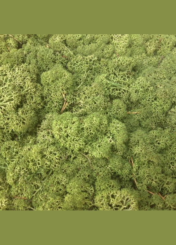 Стабілізований мох ягель Зелений світлий 0,5 кг Nordic moss (278652094)