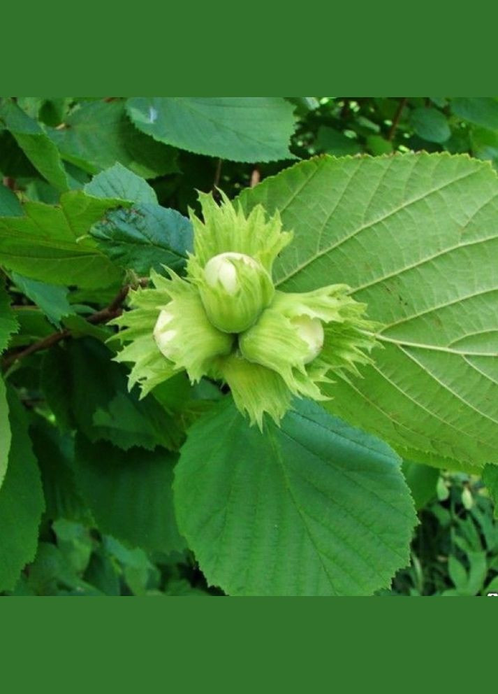 Саджанці фундука Керасунд - 2-річний Садовий-Розмай (301220187)