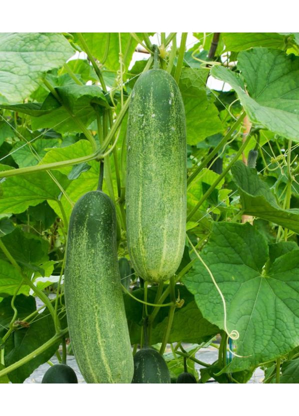 Огурец Кустовой 5 г. GL Seeds (364654851)