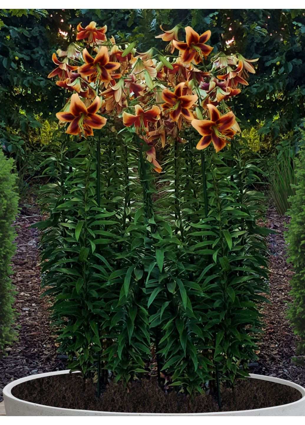 Лілія Red Morning (12/14) No Brand (364535191)