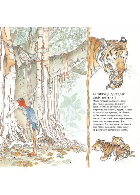 Тигреня Сілія РАНОК (370054307)