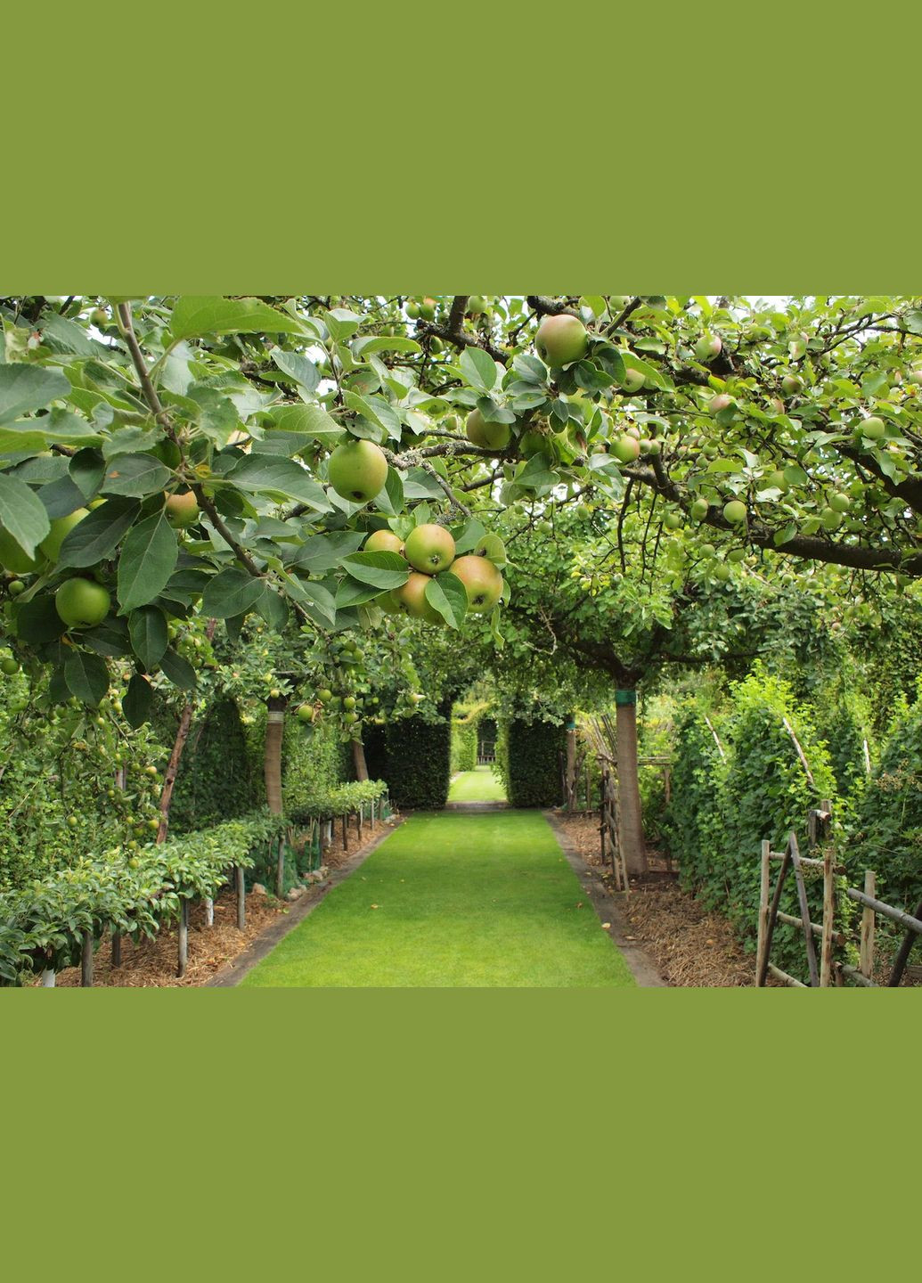 Фунгіцид Магнікур Стар 520 SC К.С 5 МЛ PROTECT GARDEN Bayer (299329945)