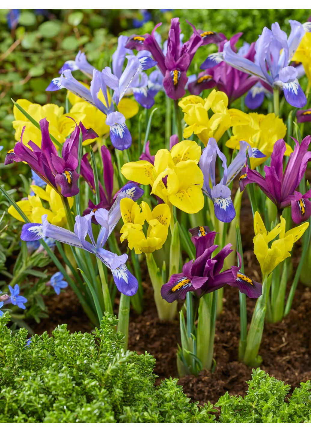 Ірис reticulata Mix (5 шт. в упаковці) No Brand (364535256)