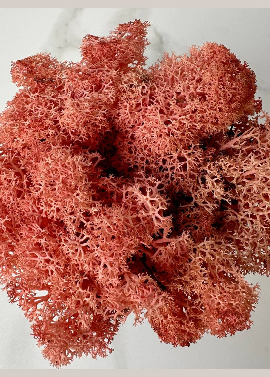 Стабілізований Норвезький Мох (Ягель) 500 р. – Pink No Brand (302520156)