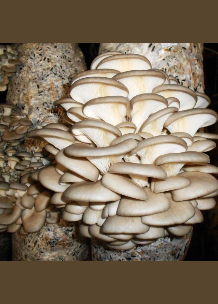 Живий зерновий міцелій гливи - 100 г Насіння країни (299897749)