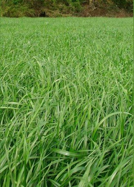 Сидерат Райграс 0,5 кг Професійне насіння (317172886)