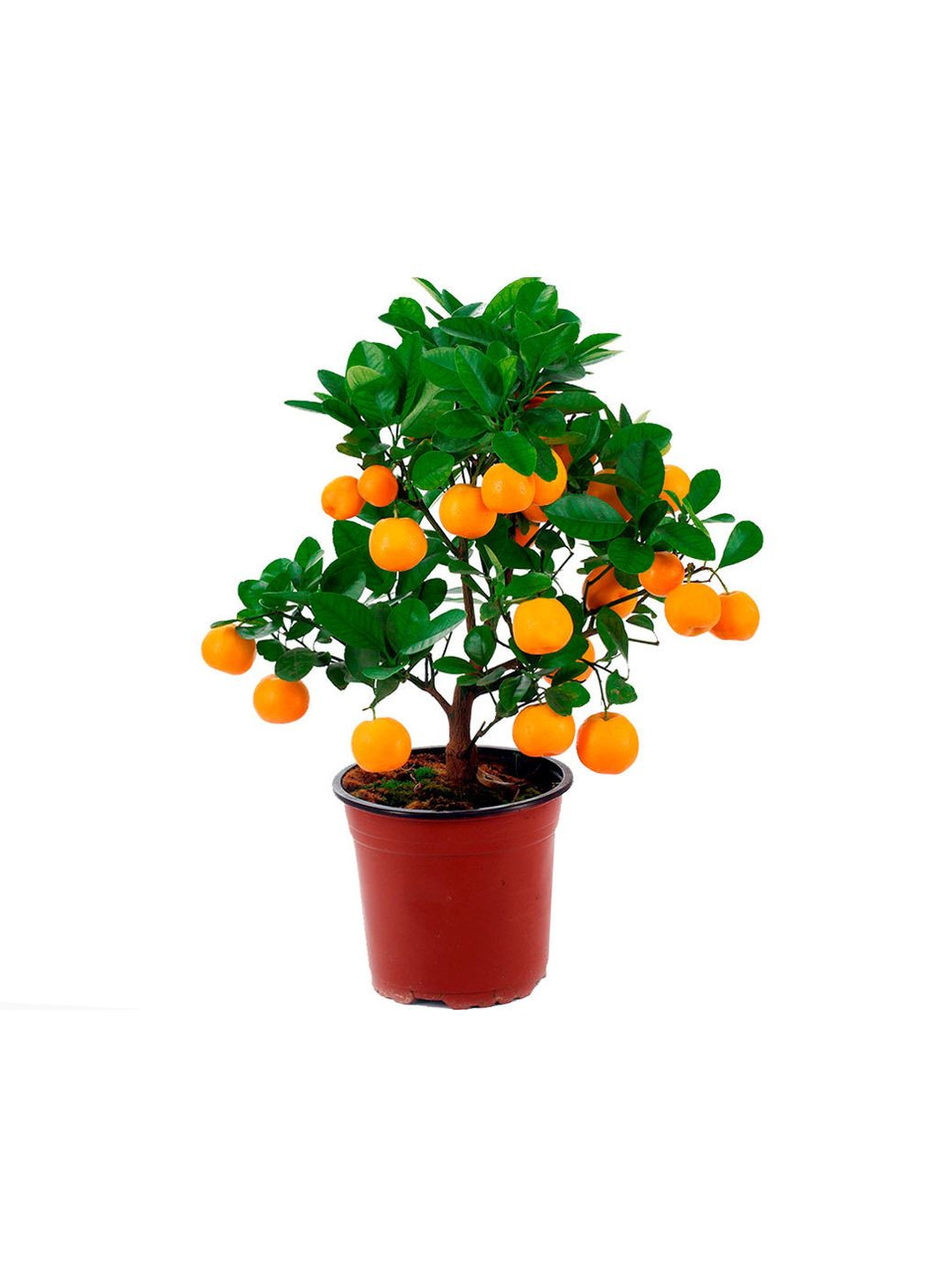 Грунт Цитрус 2.5 л КВІТКА (300290894)