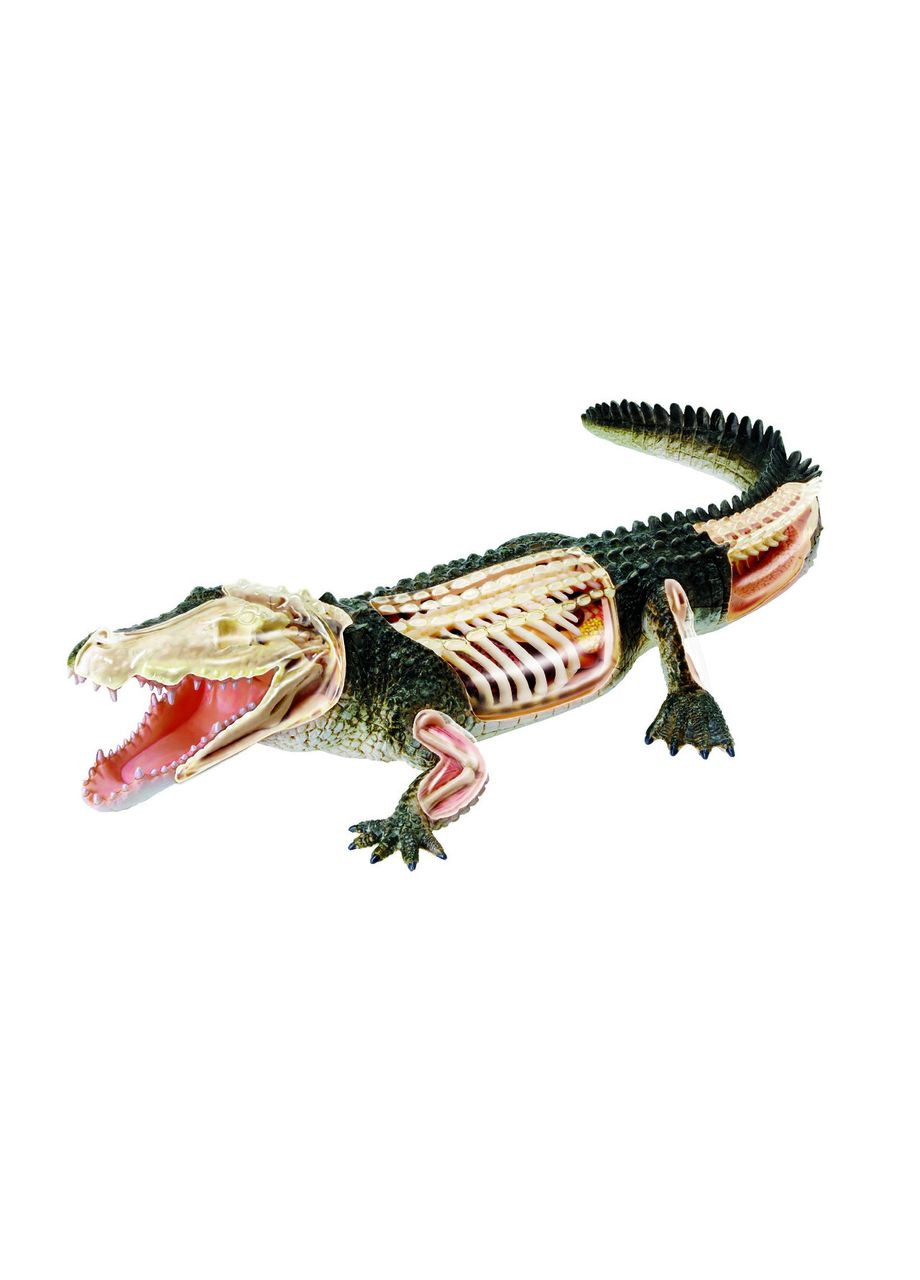 Анатомическая модель Крокодил FM622034 4D Master (315333896)