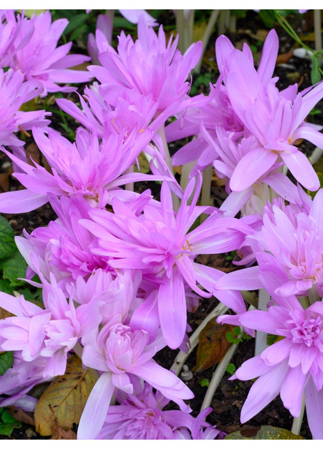 Безвременник Waterlily No Brand (364535305)