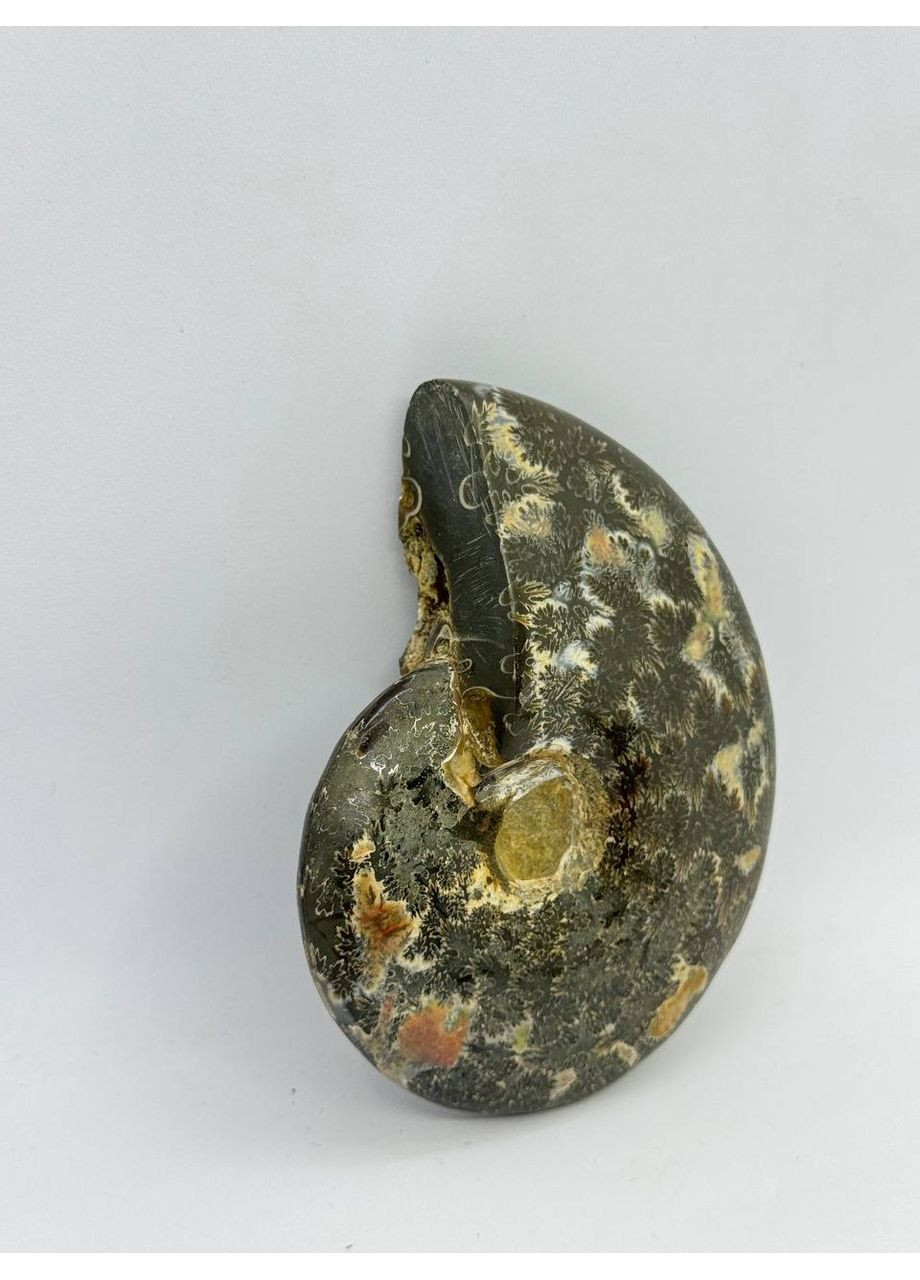 Аммонит целый 102*78 мм Комбинированный No Brand (361319765)