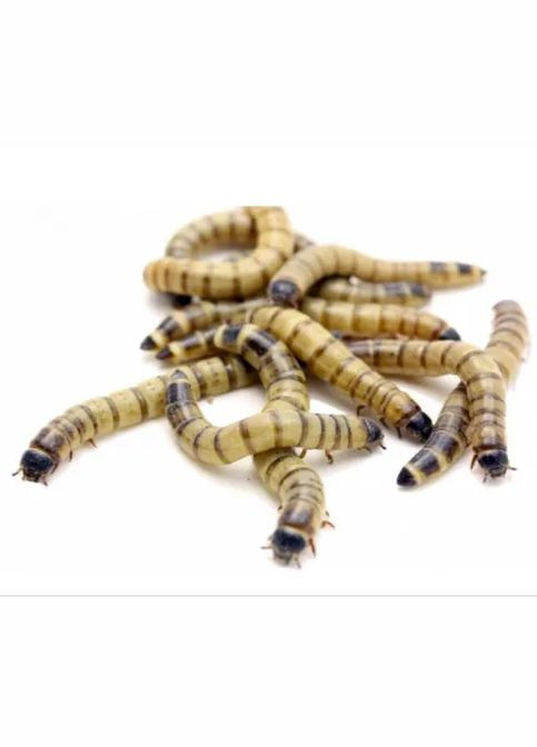 Живой корм для животных Зофобас набор 100 шт 88055 EcoFood (322771843)