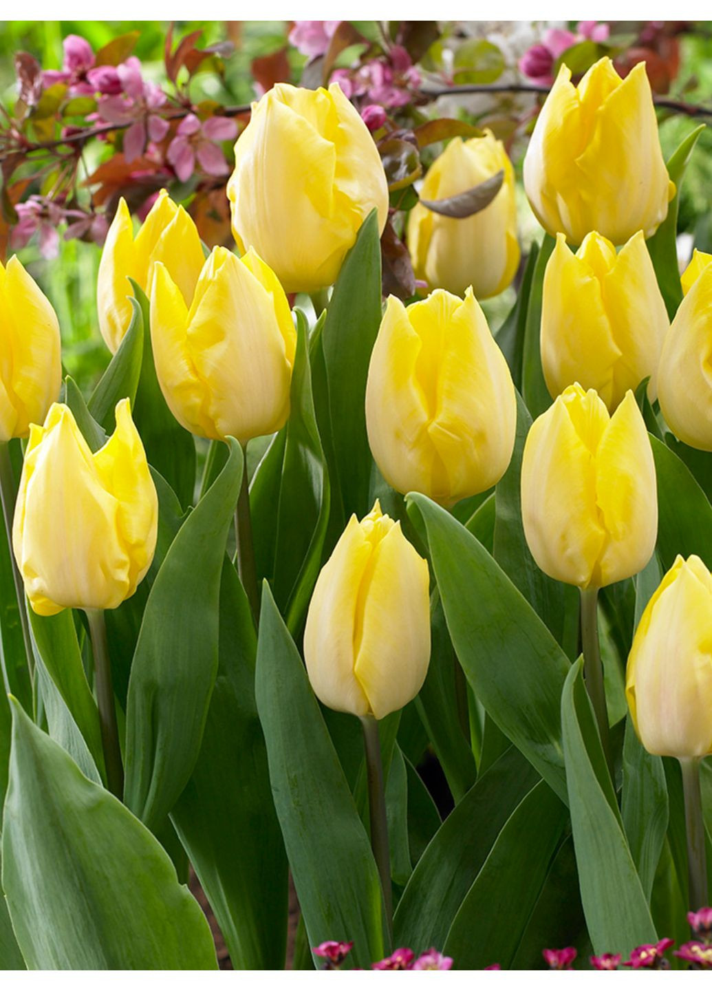 Тюльпан Sunny Prince (2 шт.) в упаковке) No Brand (364535393)