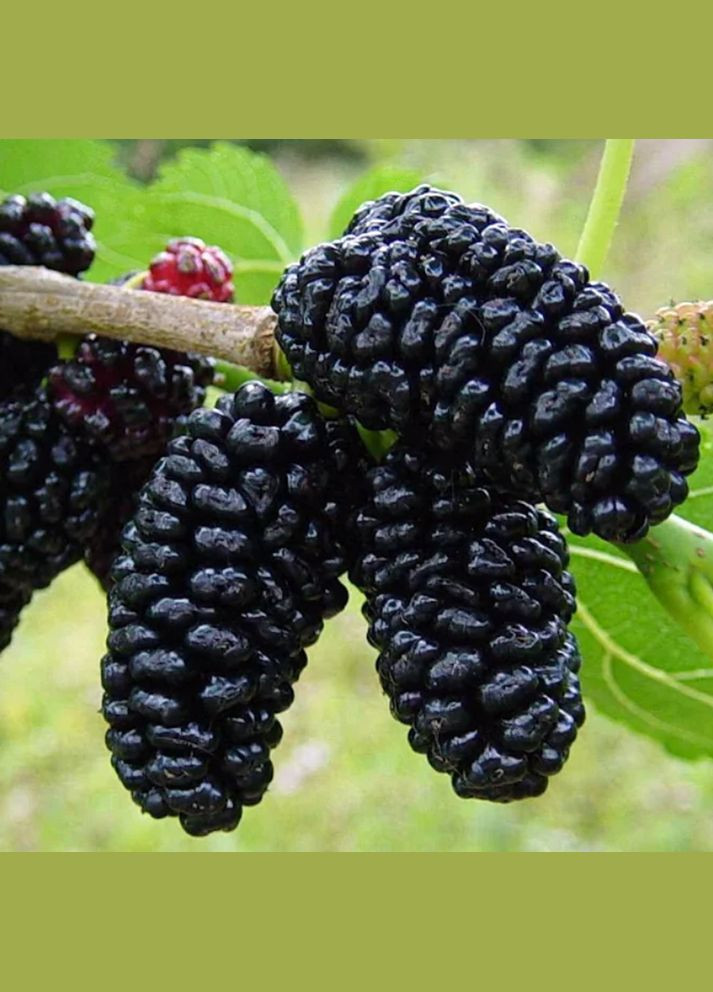 Саженцы шелковицы Галиция - 2-летний Садовий-Розмай (301220939)