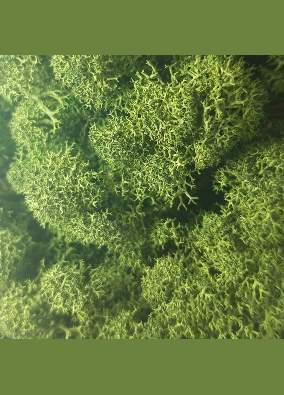 Стабілізований мох ягель Зелений темний 250 грам Nordic moss (276401191)