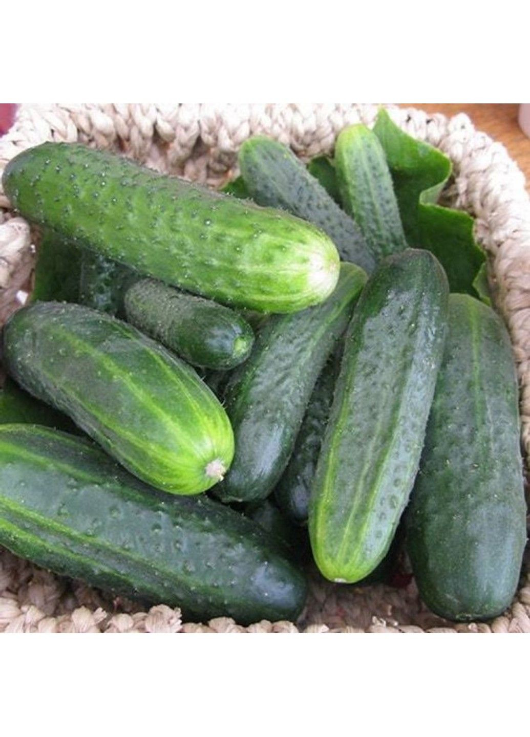 Семена огурца Гектор F1 Nunhems (329432097)